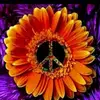 Terry Mullins - @terry.mullins3 - TikTok