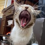 Terry Ngo - @saboleaf - Instagram