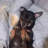 TERRY ORTIZ🐕 - @terry.ortiz0 - TikTok