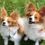Terry Palmisano - @palmisanoterry - Instagram