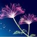 Teresa Pifer - Facebook