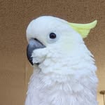 Terry Pitzer - @2chiwowas - Instagram