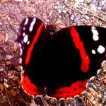 Terry Plank Whitman - @terry.whitman.128 - Instagram