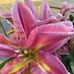 Theresa Rauscher Rayvals - Facebook
