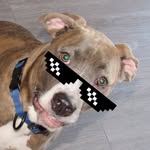 𝐓𝐞𝐫𝐫𝐲 𝐑𝐞𝐲𝐞𝐬 🐕 - @terrys_land - Instagram