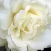 Terry Nickerson - @terry.nickerson0 - TikTok