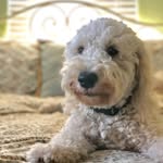 Terri Rickman Golden - @ziggy_goldendoodette - Instagram