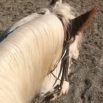 Terri Lockwood Ringler - @cowgirl_strong2 - Instagram
