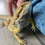 Terry & Rookie - @terry.rook.beardeddragons - Instagram