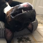 Terry Murphy Rosado - @terrymurphy_the_doggo - Instagram