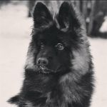 JEFFY the German shaped - @terry.rufuss - Instagram