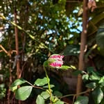 Terry Rupp - @ngohoidbihi - Instagram