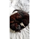 terry&salem🐾 - @salemandterryftozzy - Instagram