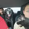 top dog 2017 - @terryschultz4 - TikTok