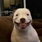 Terry - @terry_smiles_dog - Instagram