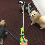 Terry ,Toby, Smiles 🐶 - @crazy_doggies3 - Instagram