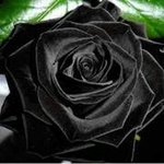 Terry Snelling - @tgoosey62aolcom - Instagram