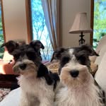 Terry Milo - @terry.somerville.58 - Instagram