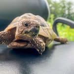 Terry Carlton Spitzer - @terrytheetortoise - Instagram