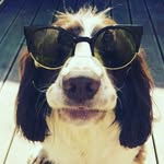 Terry the Spaniel - @terry_springer - Instagram