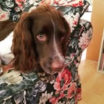 Terry The Springer - @terry_the_springer - Instagram