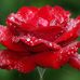 Theresa Stapp - Facebook