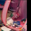 TERRY Y SU HUMANA - @terrywau - TikTok