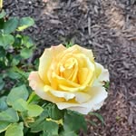 Terry Gillan Tefft - @terry.gillan.9 - Instagram