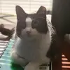 Terry Tessier - @tesseeaye - TikTok