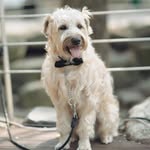Terry Choi - @terry_the_iscwterrier - Instagram