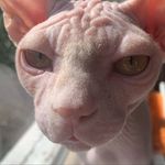 Terry Tibbs - @terrytibbssphynx - Instagram