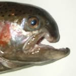 Terrence P. Troutendale - @trout_god_terry - Instagram