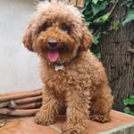 ■TERRY■🐶🍗🐾 - @terryvillaviciosa - Instagram