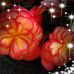 Teresa Weisgerber - Facebook