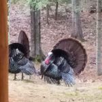 Terry Westphal - @westphalterry - Instagram