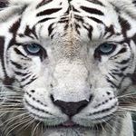 Terry Whitley - @crazylady.t.w.81 - Instagram