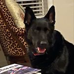 Terry Whitley - @thea.the.blk.gsd - Instagram