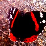 Terry Plank Whitman - @terry.whitman.128 - Instagram
