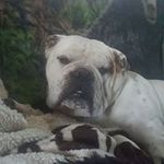 Terry Wilt - @tterrygrunt - Instagram