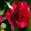 terrywynn - @terrywynn0 - TikTok