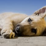 Terry Yoder - @petsrealstories - Instagram