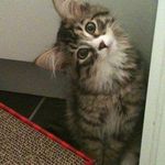 Tesla Brown - @teslabrownkitty - Instagram