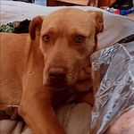 @tesla_brownie_pitbull - Instagram