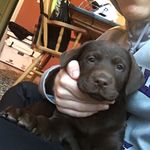 Tesla - @tesla_miller - Instagram