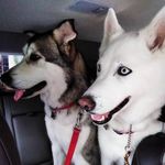Tesla Ray - @tesla_rayhusky - Instagram