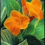 Anthony Tesselaar Plants - @anthonytesselaarplants - Instagram