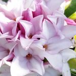 Anthony Tesselaar Plants AU/NZ - @anthonytesselaarplantsaunz - Instagram