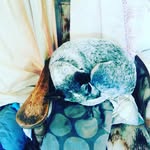 tess armstrong - @tess_the_heeler - Instagram