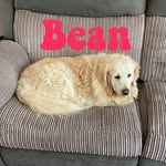 Tess the bean - @tess_bean_ - Instagram
