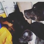 skye - @tess_roxxy_benson - Instagram